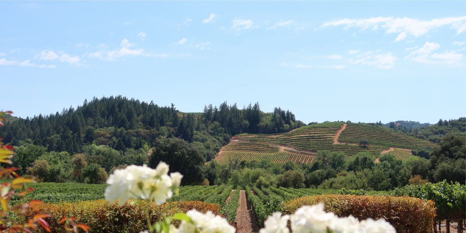 California: Taste exquisite wines in the vineyards of Napa Valley
